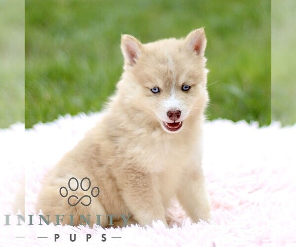 Medium Photo #1 Pomsky Puppy For Sale in PARKESBURG, PA, USA