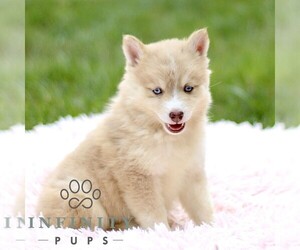 Pomsky Puppy for sale in PARKESBURG, PA, USA