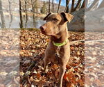 Small #6 Chesapeake Bay Retriever Mix