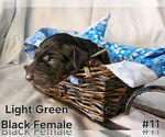 Image preview for Ad Listing. Nickname: Lt Gree collar