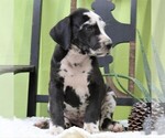Small Photo #2 Great Dane Puppy For Sale in LITITZ, PA, USA