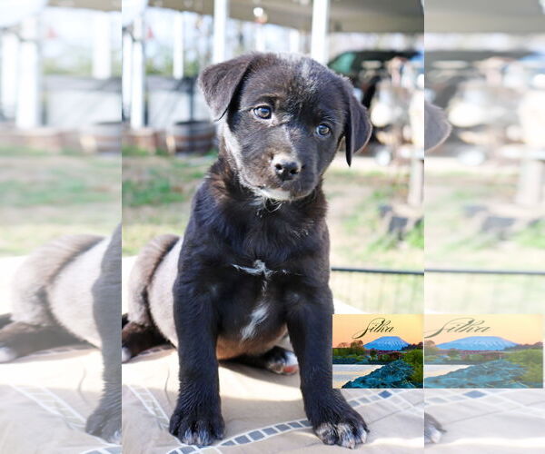 Medium Photo #19 Borador Puppy For Sale in Wakefield, RI, USA