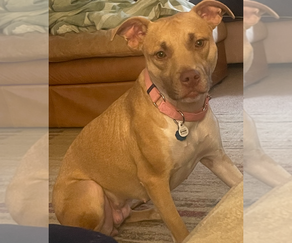 Medium Photo #3 Black Mouth Cur-Unknown Mix Puppy For Sale in Decatur, GA, USA