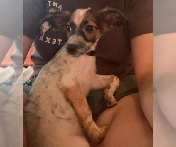 Medium Photo #2 Chihuahua-Unknown Mix Puppy For Sale in San Antonio, TX, USA