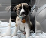 Small #2 Labrador Retriever Mix