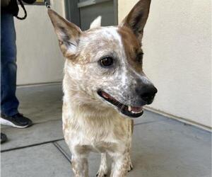Mutt Dogs for adoption in Martinez, CA, USA