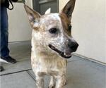 Small Mutt