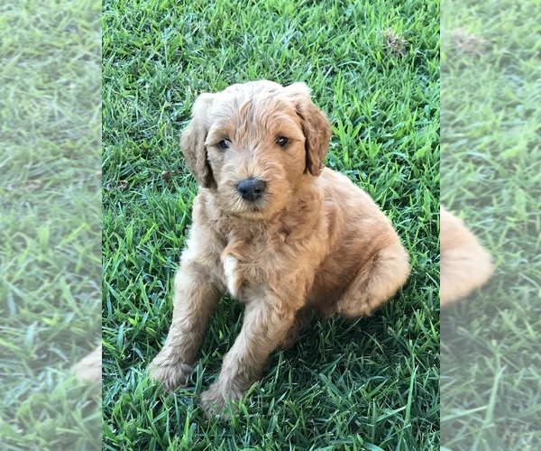 Medium Photo #9 Goldendoodle Puppy For Sale in WOODLAND, AL, USA