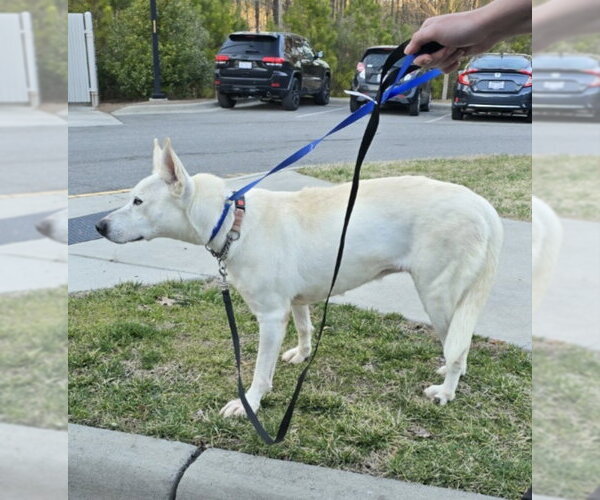 Medium Photo #17 Bull Terrier-Huskies  Mix Puppy For Sale in Winston Salem, NC, USA