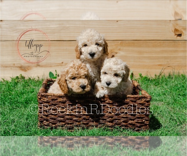 Medium Photo #4 Goldendoodle (Miniature) Puppy For Sale in MIDLOTHIAN, TX, USA
