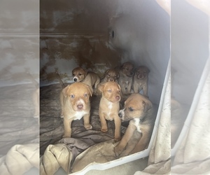 Doberman Pinscher-Labrador Retriever Mix Puppy for sale in HESPERIA, CA, USA