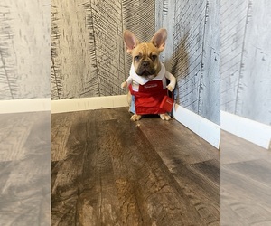French Bulldog Puppy for sale in CHICAGO, IL, USA
