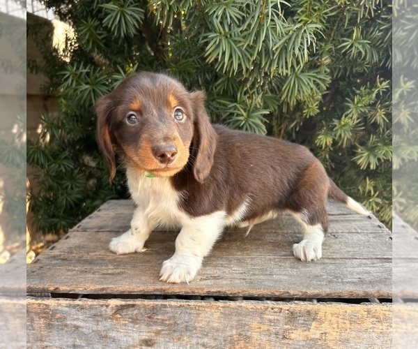 Medium Photo #4 Dachshund Puppy For Sale in MIDDLEBURY, IN, USA
