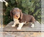 Small #3 Dachshund
