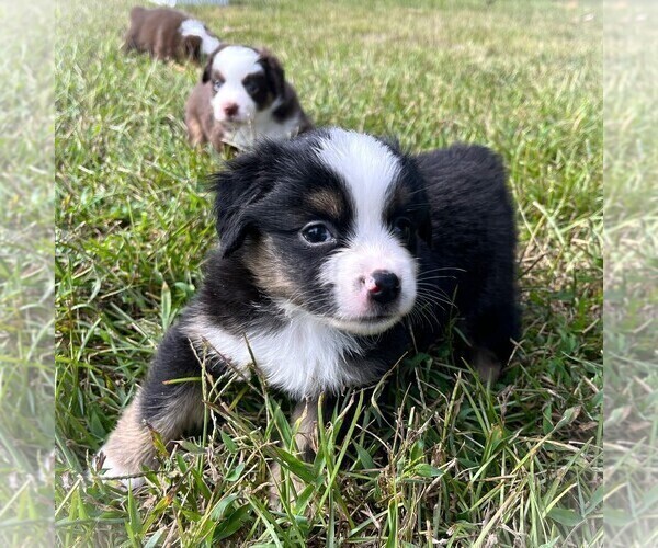 Medium Photo #1 Miniature Australian Shepherd Puppy For Sale in MONTICELLO, SC, USA
