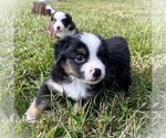 Image preview for Ad Listing. Nickname: Giblet