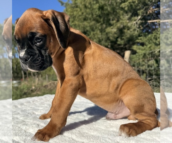 Medium Photo #10 Boxer Puppy For Sale in PAWNEE CITY, NE, USA