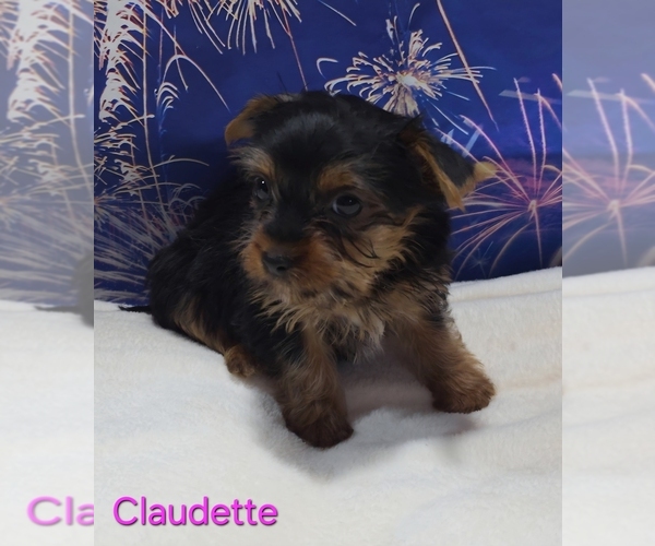 Medium Photo #4 Yorkshire Terrier Puppy For Sale in AZLE, TX, USA