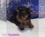 Small #3 Yorkshire Terrier