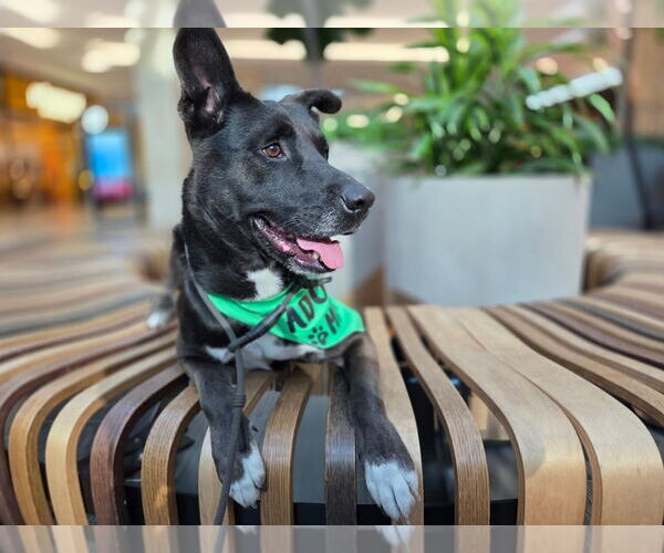 Medium Photo #3 German Shepherd Dog-Unknown Mix Puppy For Sale in Lake Forest, CA, USA