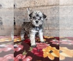 Small #15 Schnauzer (Miniature)