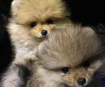 Small Photo #10 Pomeranian Puppy For Sale in WEST CHICAGO, IL, USA