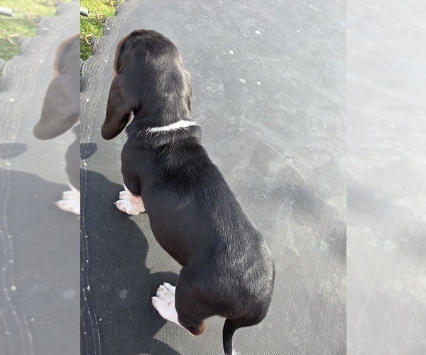Medium Photo #66 Basset Hound Puppy For Sale in GREENLEAF, WI, USA