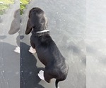 Small #5 Basset Hound