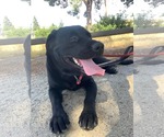 Small #3 Labrador Retriever Mix