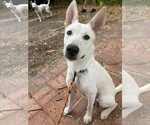 Small #1 German Shepherd Dog Mix