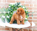 Small Photo #8 Goldendoodle Puppy For Sale in SYRACUSE, IN, USA