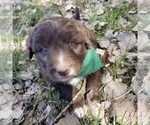 Small Photo #9 Bordoodle Puppy For Sale in FAIR OAKS, CA, USA
