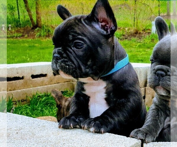 Medium Photo #4 French Bulldog Puppy For Sale in ELGIN, IL, USA