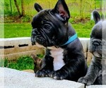 Small Photo #4 French Bulldog Puppy For Sale in ELGIN, IL, USA