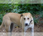 Small #1 Labrador Retriever Mix