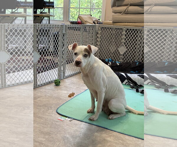 Medium Photo #6 Mutt Puppy For Sale in Holly Springs, NC, USA