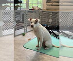 Small Photo #6 Mutt Puppy For Sale in Holly Springs, NC, USA