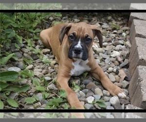 Boxer Puppy for sale in CHICAGO, IL, USA