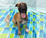 Small #1 Mutt