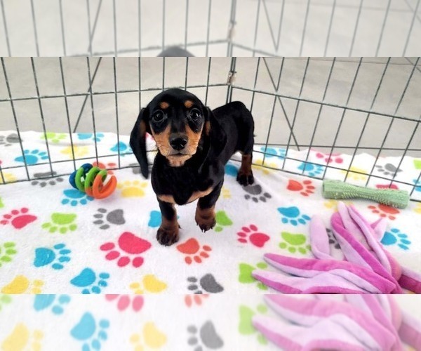 Medium Photo #4 Dachshund Puppy For Sale in ORO VALLEY, AZ, USA