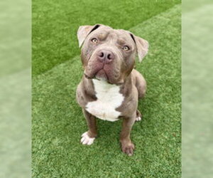 American Pit Bull Terrier Dogs for adoption in Salinas, CA, USA