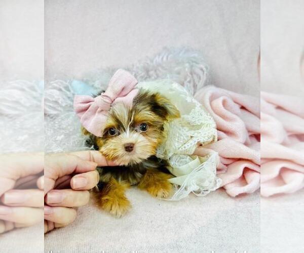 Medium Photo #17 Shih Tzu Puppy For Sale in TAMPA, FL, USA