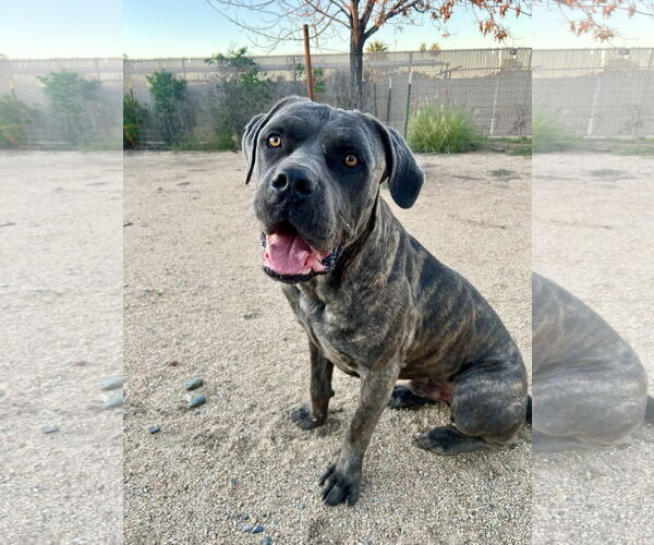 Medium Photo #8 Mutt Puppy For Sale in Goodyear, AZ, USA