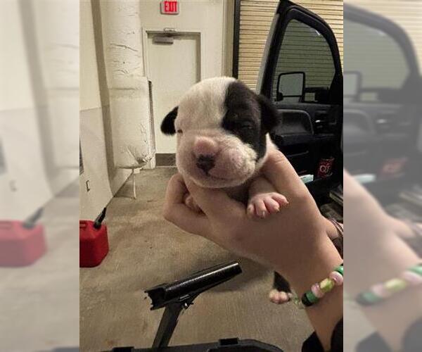 Medium Photo #1 Mutt Puppy For Sale in Houston, TX, USA