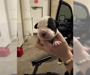 Mutt Dogs for adoption in Houston, TX, USA