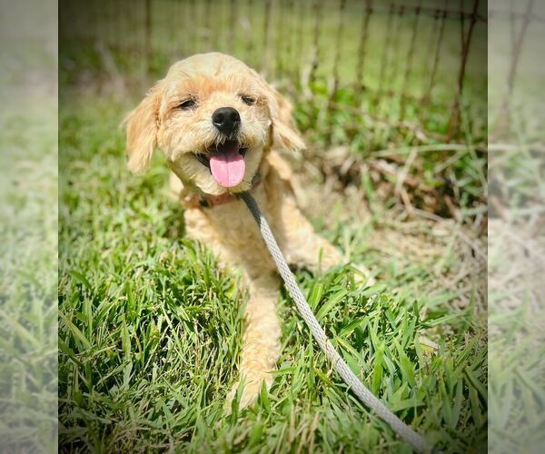 Medium Photo #2 Cockapoo Puppy For Sale in Pacolet, SC, USA