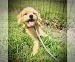 Small #1 Cockapoo