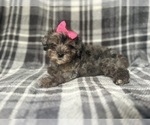 Small #1 YorkiePoo