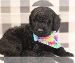 Small Photo #3 Goldendoodle-Poodle (Standard) Mix Puppy For Sale in MANCHESTER, CT, USA