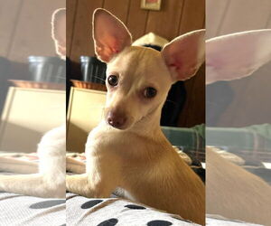 Chihuahua Dogs for adoption in Westmont, IL, USA